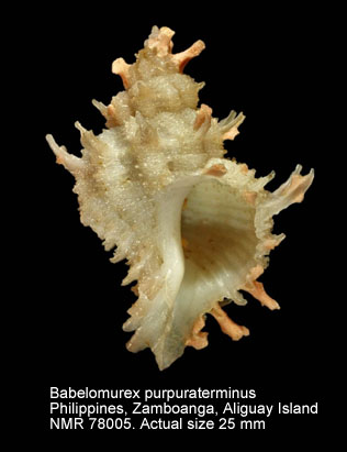 Babelomurex purpuraterminus.jpg - Babelomurex purpuraterminus (Kosuge,1979)